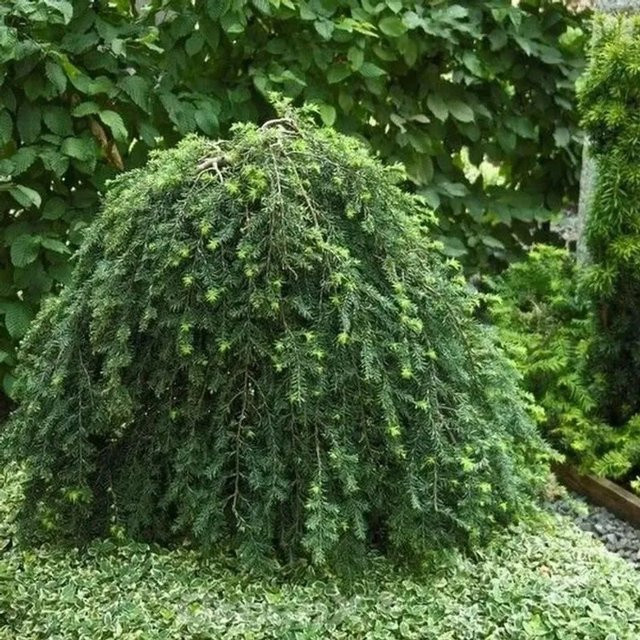 Hängende Kanadische Hemlocktanne Tsuga canadensis grün Nr-01.de für deinen Garten - Bild 1