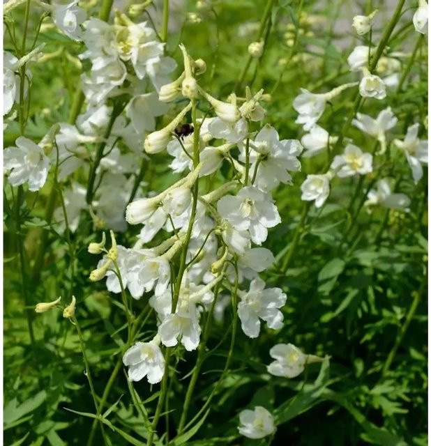 Rittersporn Casa Blanca Delphinium belladonna weiße Staude für den Garten - Bild 1