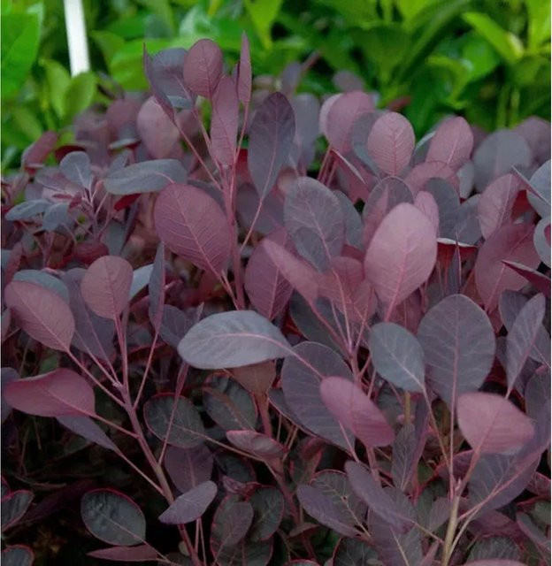 Perückenstrauch Cotinus coggygria in Lilla von Nr-01.de - Bild 1