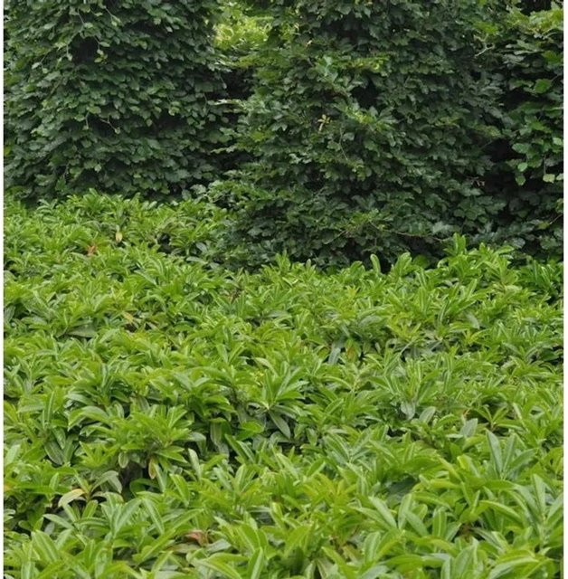 Bodendecker Lorbeerkirsche Mount Vernon Prunus laurocerasus grün von Nr-01.de - Bild 1