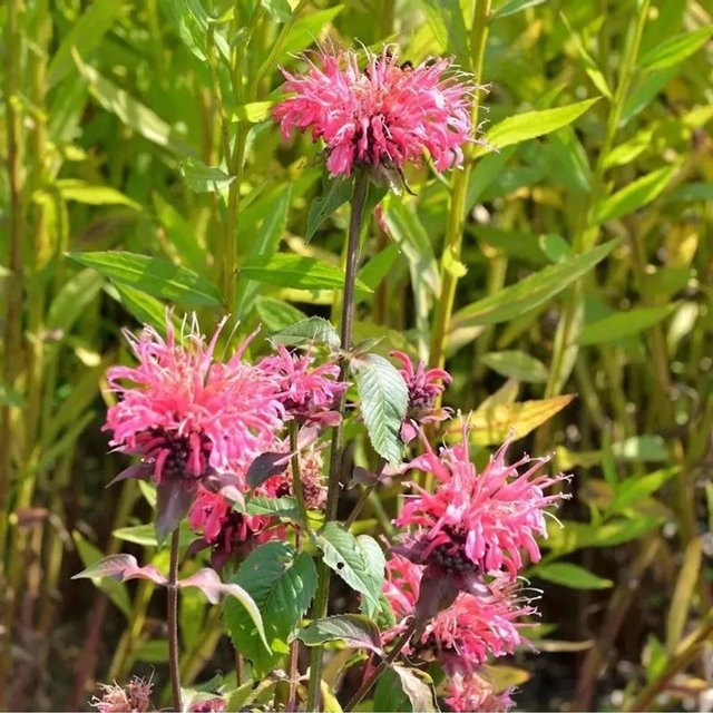 Monarda fistulosa Indianernessel Präriebrand pink Stauden für Rabatten und Staudenbeete von Die Nr-01.de - Bild 1