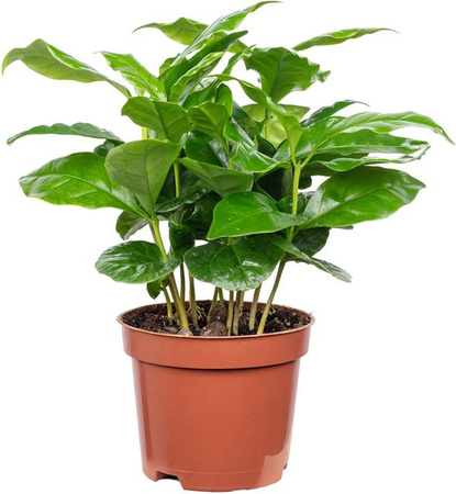 Value Greens Coffea Arabica pflegeleichte exotische Kaffeepflanze in Grün, Höhe: 15 cm, Topf-Durchmesser: 9 cm