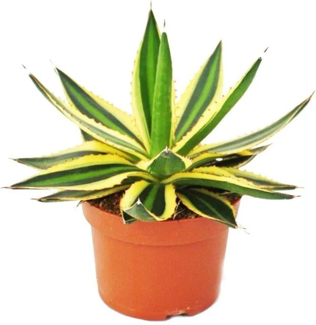 Exotenherz Agave Lophanta Quadricolor Sukkulente in Vierfarbig, Topfgröße: 12 cm - Bild 1