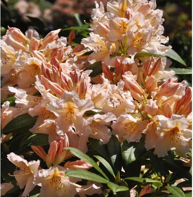 Großblumiger Rhododendron Sun Glory Alpenrose in Pink von Nr-01.de - Bild 1
