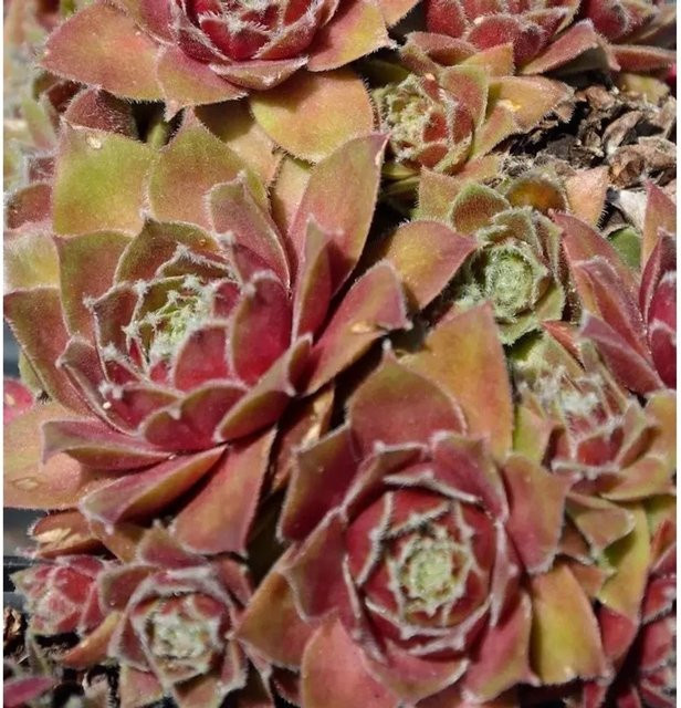 Dachwurz Bernstein Sempervivum cultorum von Die Nr-01.de als mehrjährige Gartenpflanze - Bild 1