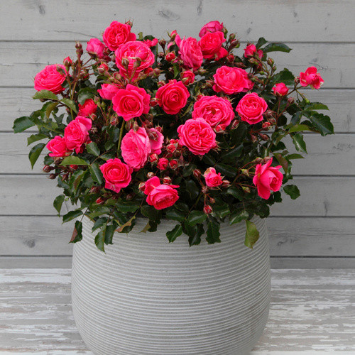 KORDES ROSEN Beetrose Moin Moin in Rosa, gefüllte Blüte, Zierstrauch - Bild 2
