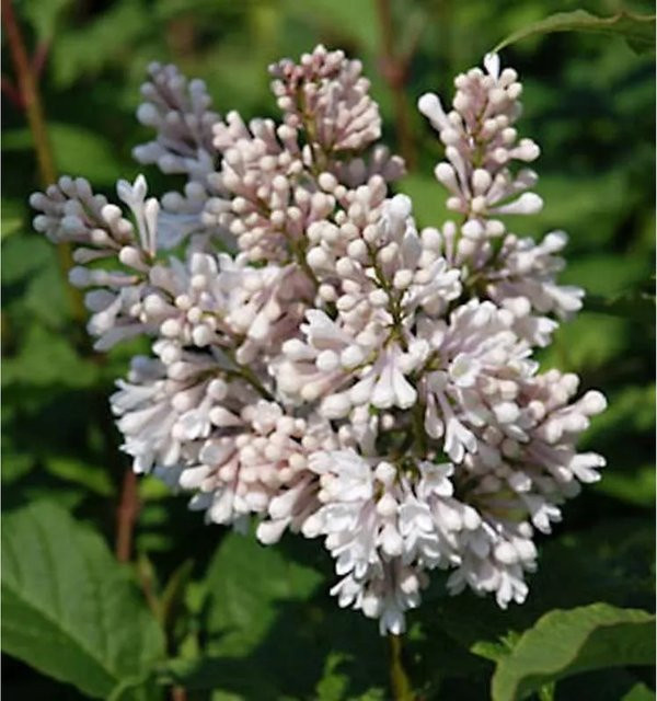 Edelflieder Miss USA Syringa hyacinthiflora aus der Kircher-Collection, Höhe: 125-150 cm - Bild 1