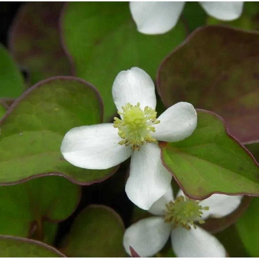 Houttuynia cordata Eidechsenschwanz als mehrjährige Pflanze für den Garten und Teichrand von Nr-01.de - Bild 1
