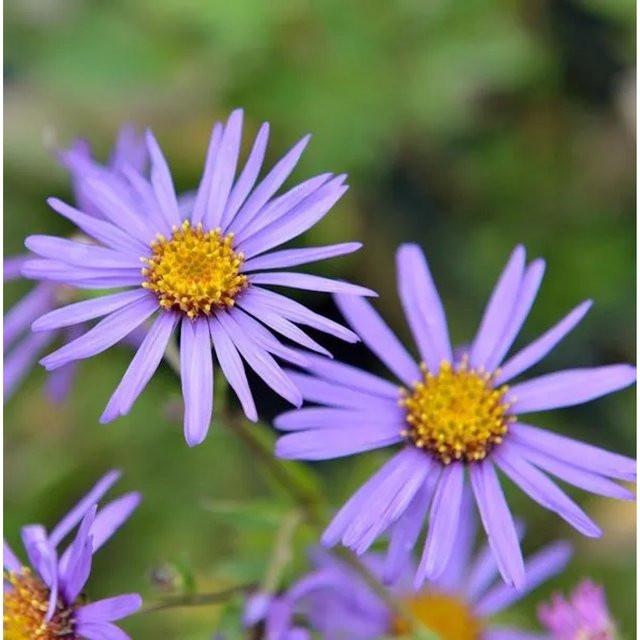 Aster amellus Sommeraster lila als mehrjährige Pflanze für den Steingarten und Outdoor-Bereich - Bild 1