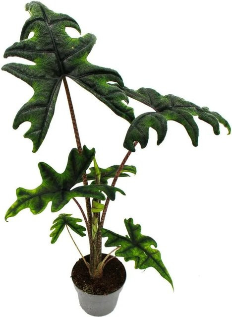 Exotenherz Alocasia Tandurusa Jacklyn Tropenwurz Pfeilblatt Zimmerpflanze im 12 cm Topf - Bild 1
