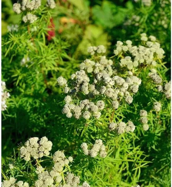 Pycnanthemum flexuosum Dünnblättrige Scheinbergminze in Silber und Pink als mehrjährige Gartenpflanze - Bild 1