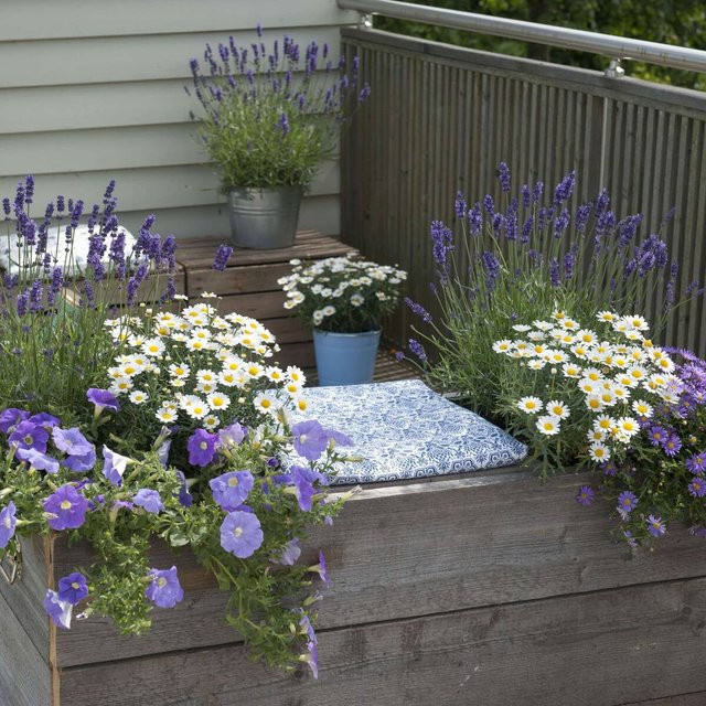 Mein schöner Garten Shop Balkonblumen Lila & Weiße Blütenträume Set mit 9 Lavandula Pflanzen in Lila, Weiß und Multicolour - Bild 1