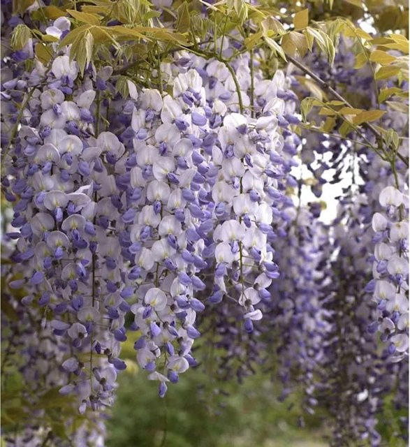 Chinesischer Blauregen Wisteria sinensis Kletterpflanze in Lila, Höhe: 40-60 cm - Bild 1