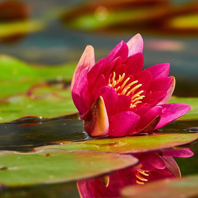Seerose Nymphaea Burgundy Princess in Rot und Grün von Mein schöner Garten Shop - Bild 1
