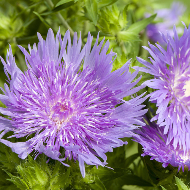 BLUME2000 Stokesia laevis Staude 3 Stück - Bild 1