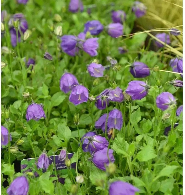 Polster Glockenblume G.F. Wilson Campanula pulloides in Blauviolett als mehrjährige Bodendecker-Pflanze für Steingärten und kleine Gärten - Bild 1
