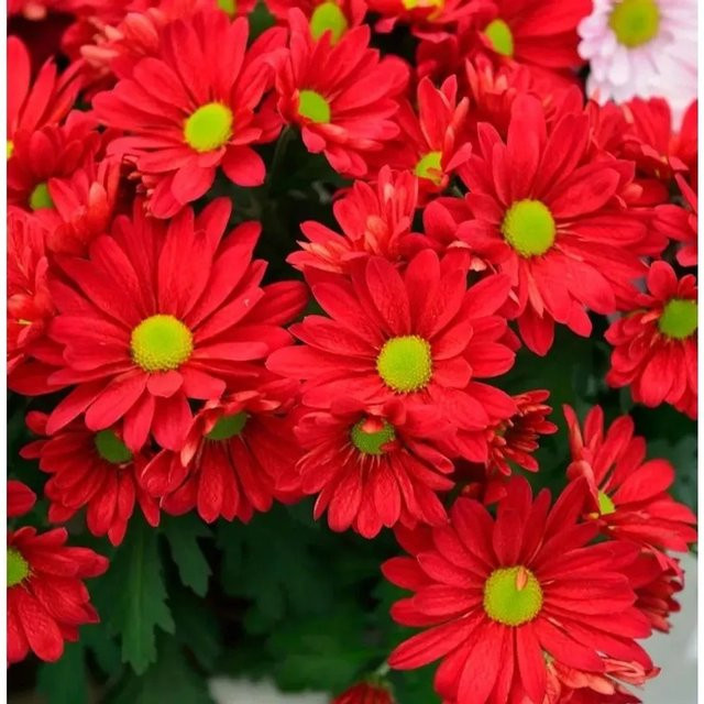 Herbstaster Duchess of Edinburgh Chrysanthemum zawadskii als winterharte Staude für deinen Garten - Bild 1
