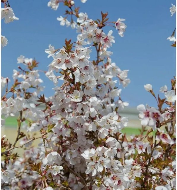Hochstamm Geschlitzte Kirsche The Bride Prunus incisa von Nr-01.de, Höhe: 100-125 cm - Bild 1