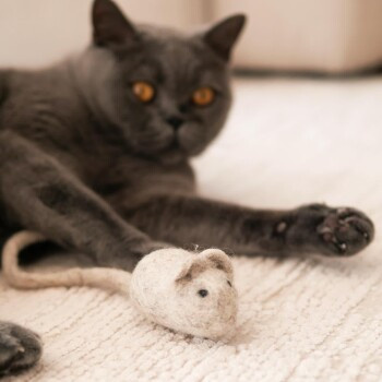 The Catery Filzmaus - Bild 3