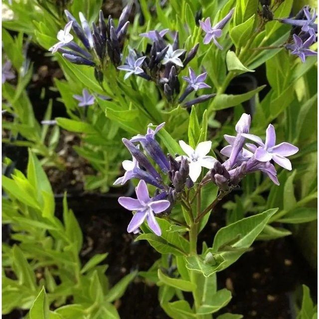 Amsonia orientalis Orientalischer Blaustern als mehrjährige Gartenpflanze in Blau - Bild 1