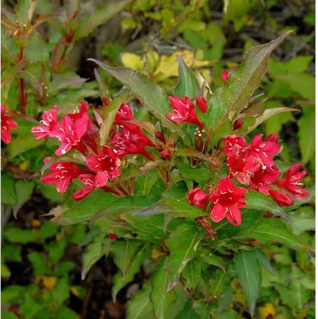 Weigela Red Prince Ziergehölz in Rot, Höhe: 125-150 cm - Bild 1