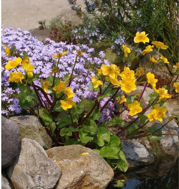 Sumpfdotterblume Caltha palustris gelbe mehrjährige Pflanze für den Außenbereich - Bild 1