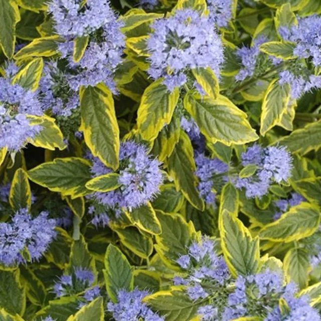 Arborix Bartblume Summer Sorbet Caryopteris clandonensis als Zierstrauch für den Garten mit kompaktem Wuchs - Bild 1