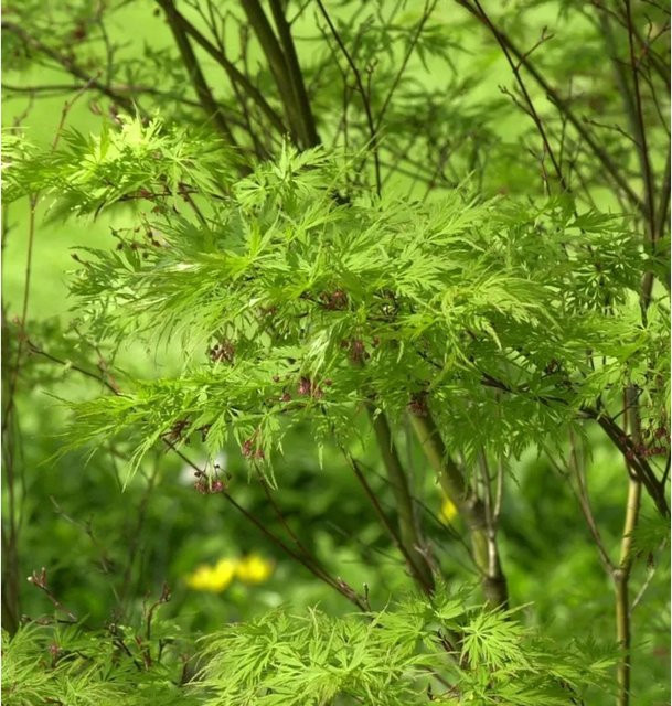 Geschlitztblättriger Fächer Ahorn Seiryu Acer palmatum Strauch, grün, Höhe: 80-100 cm - Bild 1