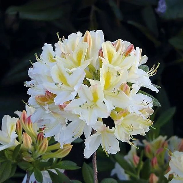 Azalee Daviesii Rhododendron luteum Alpenrose von Nr-01.de, Höhe: 50-60 cm - Bild 1
