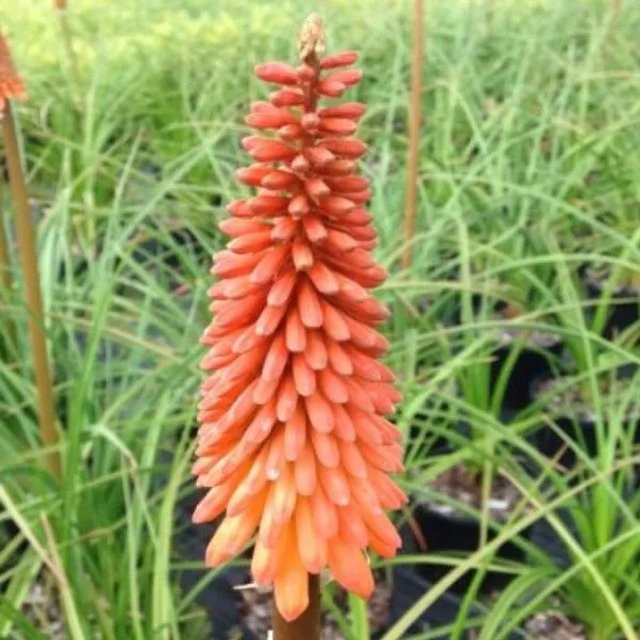 6er Set Arborix Fackellilie Kniphofia Nancy's Red mit roten und orangen Blüten, Topfgröße 9 cm - Bild 1