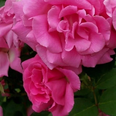 Arborix Kletterrose Zéphirine Drouhin mit rosa duftenden Blüten