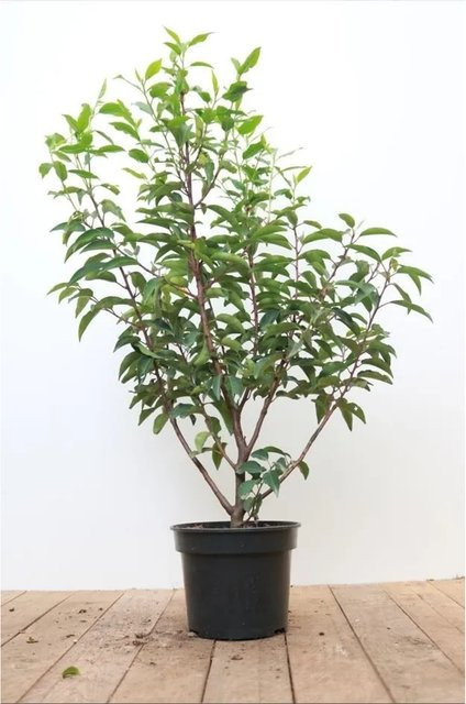 Prunus usitanica Angustifolia Pflanze als Heckenpflanze und Strauch, Höhe: 40-60 cm - Bild 1