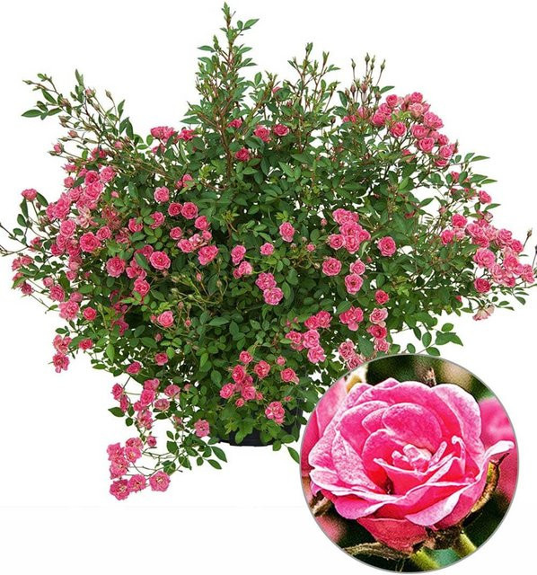 Lilly Rose® 'Wonder5' - Bild 1