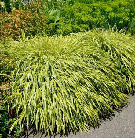 Japan Goldbandgras Hakonechloa macra Ziergras für den Garten in Gold, Silber und Grün