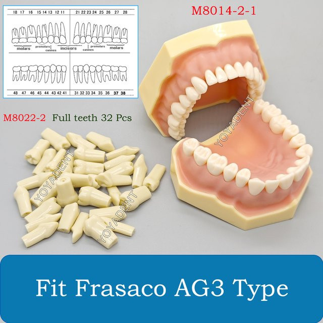 Frasaco AG3 Typodont Dental Zähne Modell, 32-teiliges Set - Bild 1