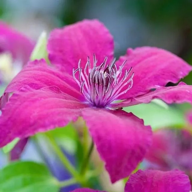 Großblumige Clematis Waldrebe Rüütel von Arborix in Rot und Pink, 50 bis 60 cm im Container - Bild 1