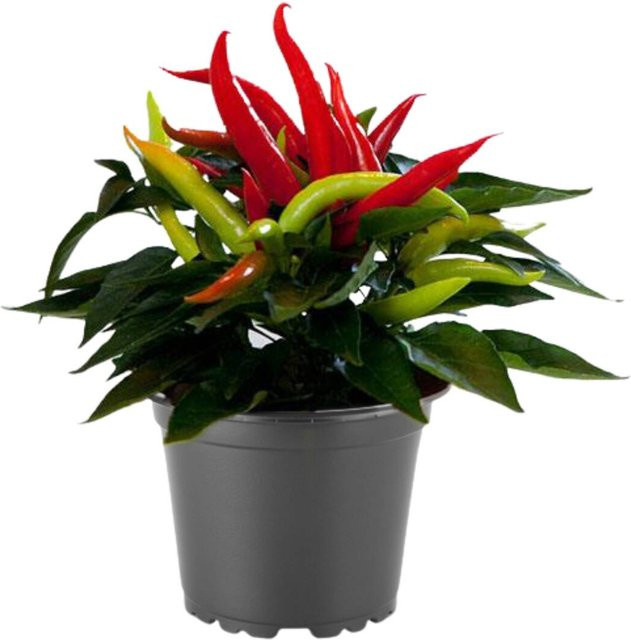 Zierpaprika Cupala als Topfpflanze von Mein schöner Garten Shop in Grün und Rot - Bild 1
