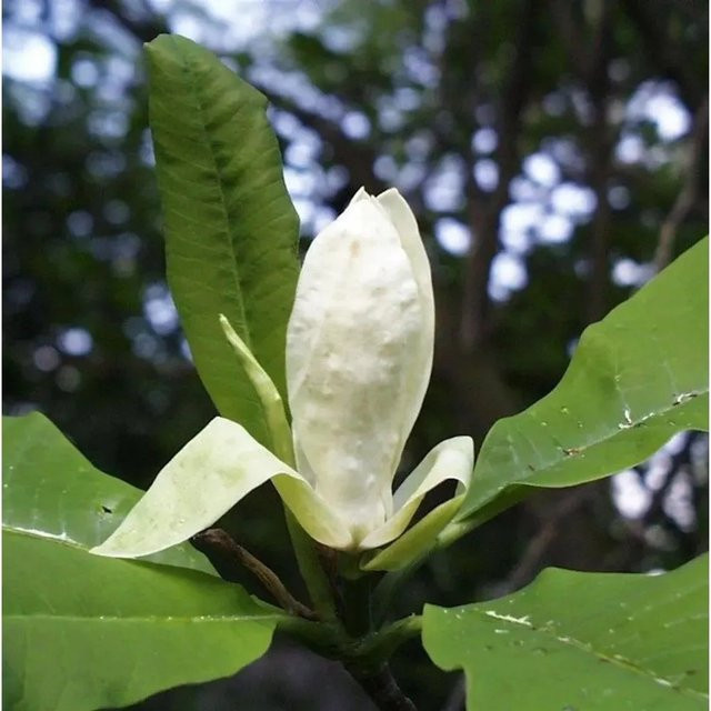 Schirmmagnolie Magnolia tripetala als Zierbaum für deinen Garten, Höhe: 125-150 cm - Bild 1