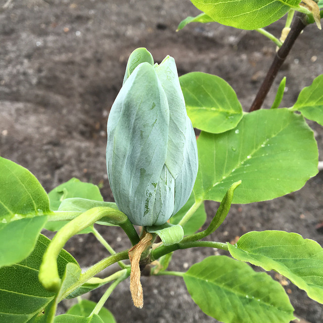 Magnolie Baby Blue blau Zierstrauch von Mein schöner Garten Shop - Bild 1