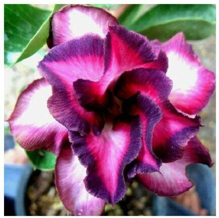 5 frische Samen der Wüstenrose Adenium Obesum Violet City in lila Farbe von SEMINASEMI - Bild 1