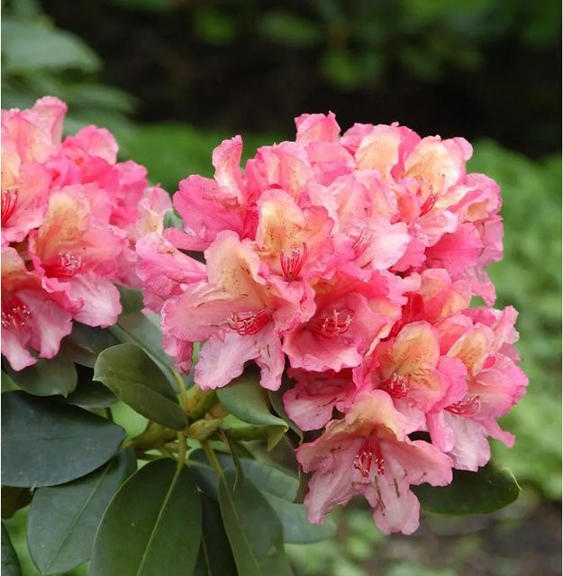 INKARHO Rhododendron Lullaby yakushimanum Strauch in Pink, Topfgröße 20-25 cm - Bild 1