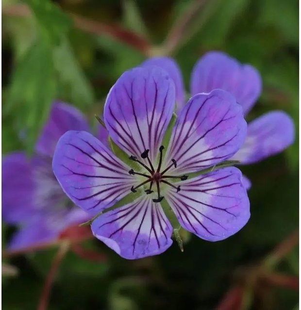 Storchenschnabel Sweet Heidy Geranium cultorum als mehrjährige Pflanze für den Steingarten von Nr-01.de - Bild 1