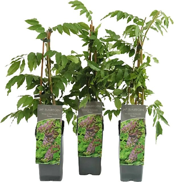GROW by OBI Wisteria floribunda Blauregen Rosea Kletterpflanze, Höhe: 40 - 60 cm - Bild 1