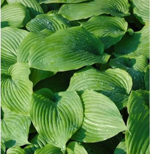 Funkie Niagara Falls Hosta cultorum grüne Gartenstaude - Bild 1