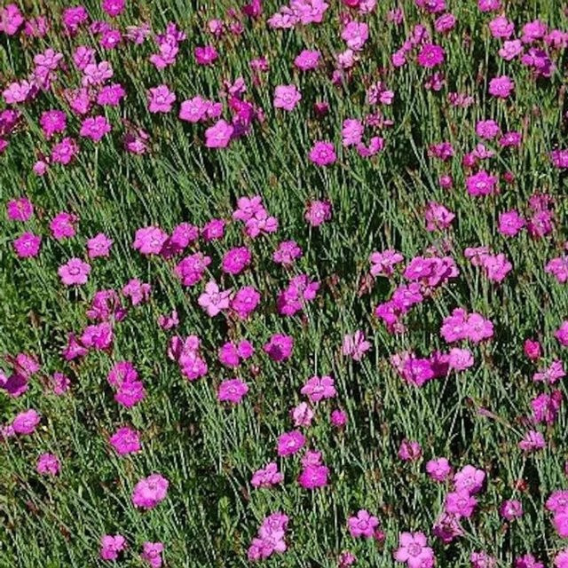 Dianthus deltoides Heidennelke Roseus pink als mehrjährige Staude für den Naturgarten und Staudengarten - Bild 1