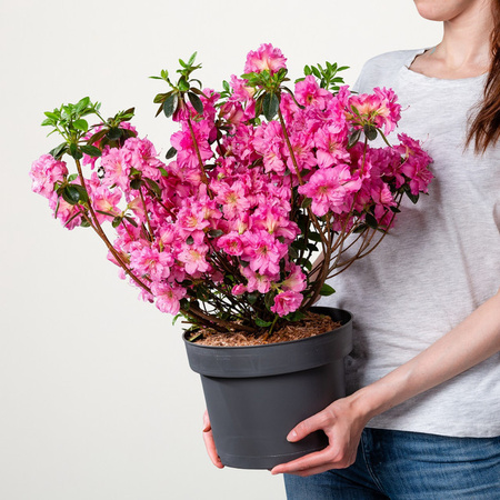Japanische Azalee Petticoat Rhododendron obtusum von BLUME2000