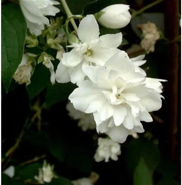 Gartenjasmin Philadelphus Minnesota Snowflake in Weiß, Höhe: 40-60 cm - Bild 1
