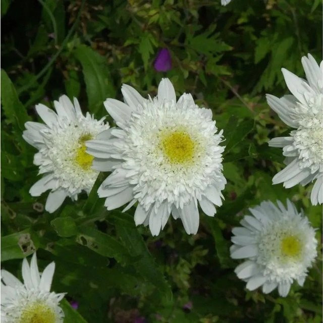 Gartenmargerite Wirral Supreme Leucanthemum in Weiß als mehrjährige Pflanze für den Garten - Bild 1