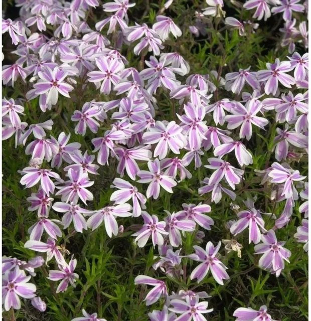 Phlox subulata Teppichpflanze Candy Stripes in Pink - Bild 1