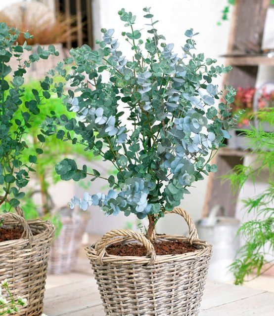 Winterharter Eukalyptus Azura im XXL-Topf - Bild 1